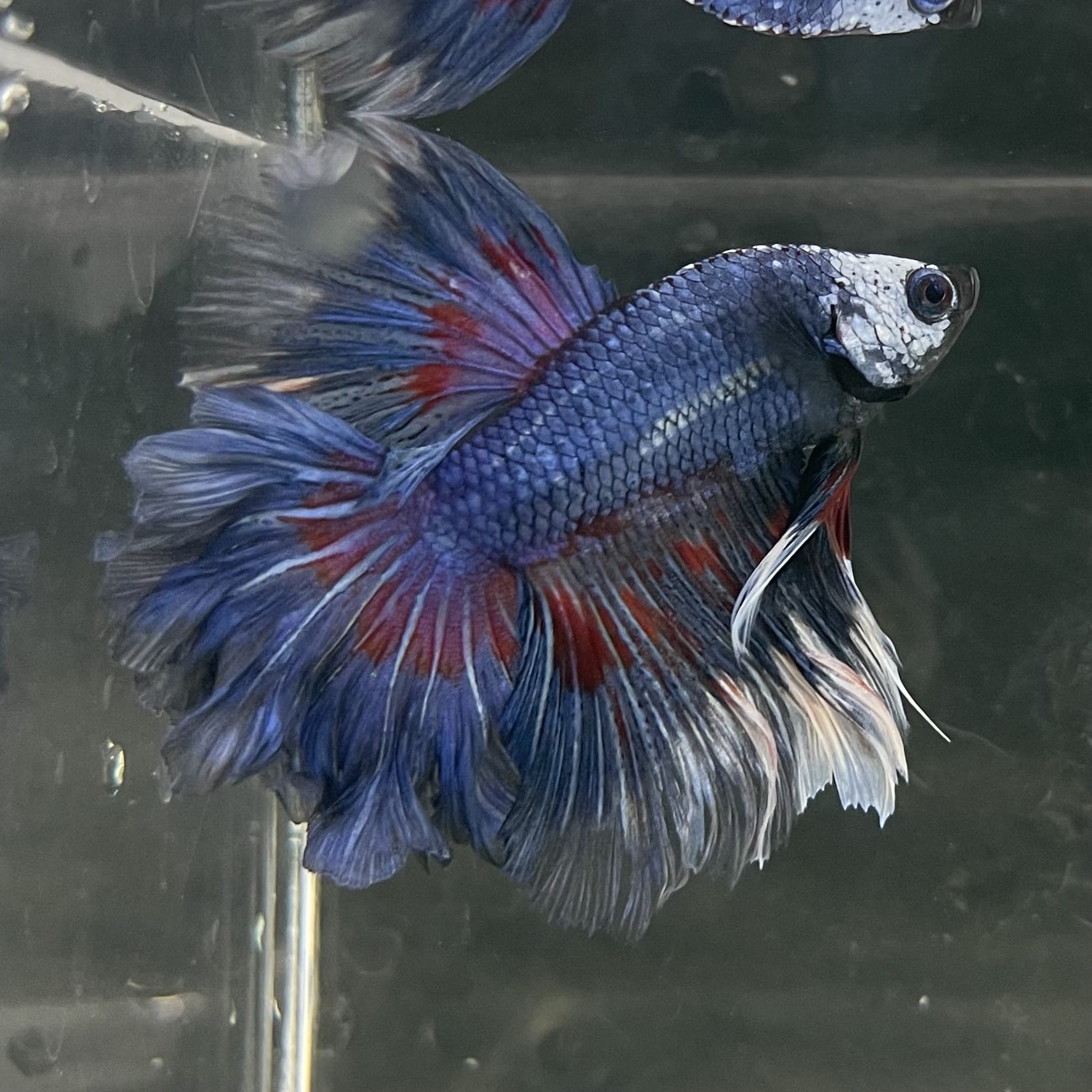 the-fish-farm Male Betta Male Betta - One Only - 20 Choose your favourite Male Betta from The Fish Farm Australia