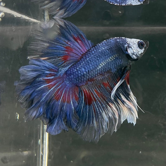 the-fish-farm Male Betta Male Betta - One Only - 20 Choose your favourite Male Betta from The Fish Farm Australia