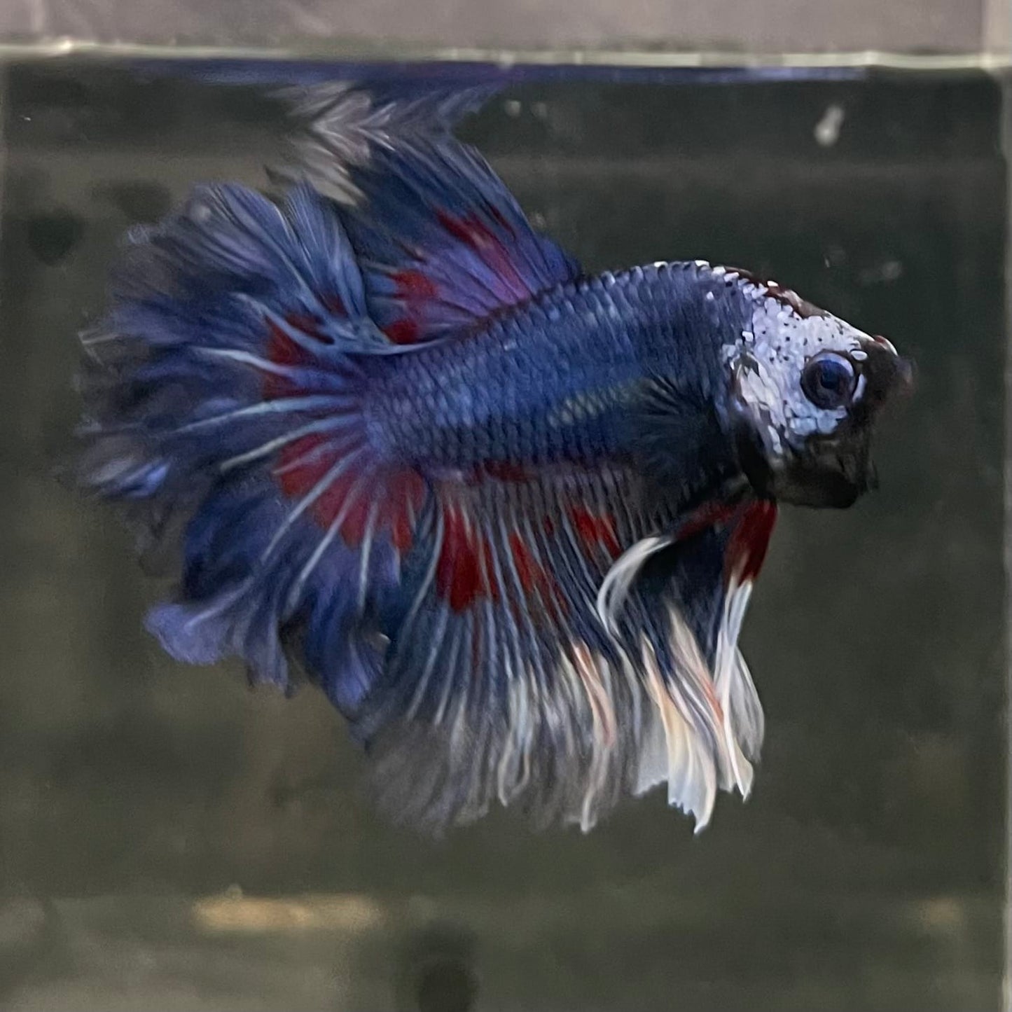 the-fish-farm Male Betta Male Betta - One Only - 20 Choose your favourite Male Betta from The Fish Farm Australia