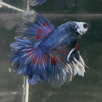 the-fish-farm Male Betta Male Betta - One Only - 20 Choose your favourite Male Betta from The Fish Farm Australia