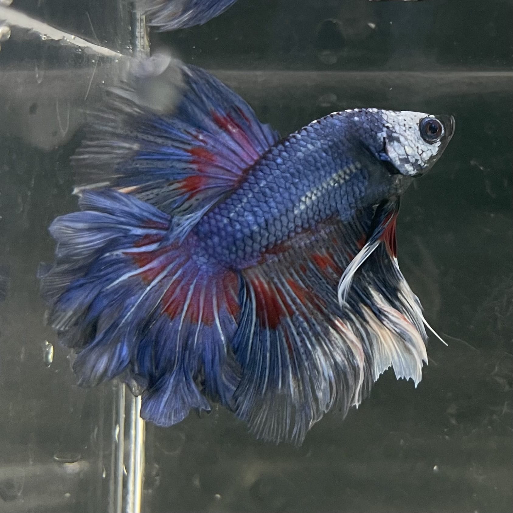 the-fish-farm Male Betta Male Betta - One Only - 20 Choose your favourite Male Betta from The Fish Farm Australia