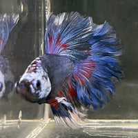 the-fish-farm Male Betta Male Betta - One Only - 20 Choose your favourite Male Betta from The Fish Farm Australia