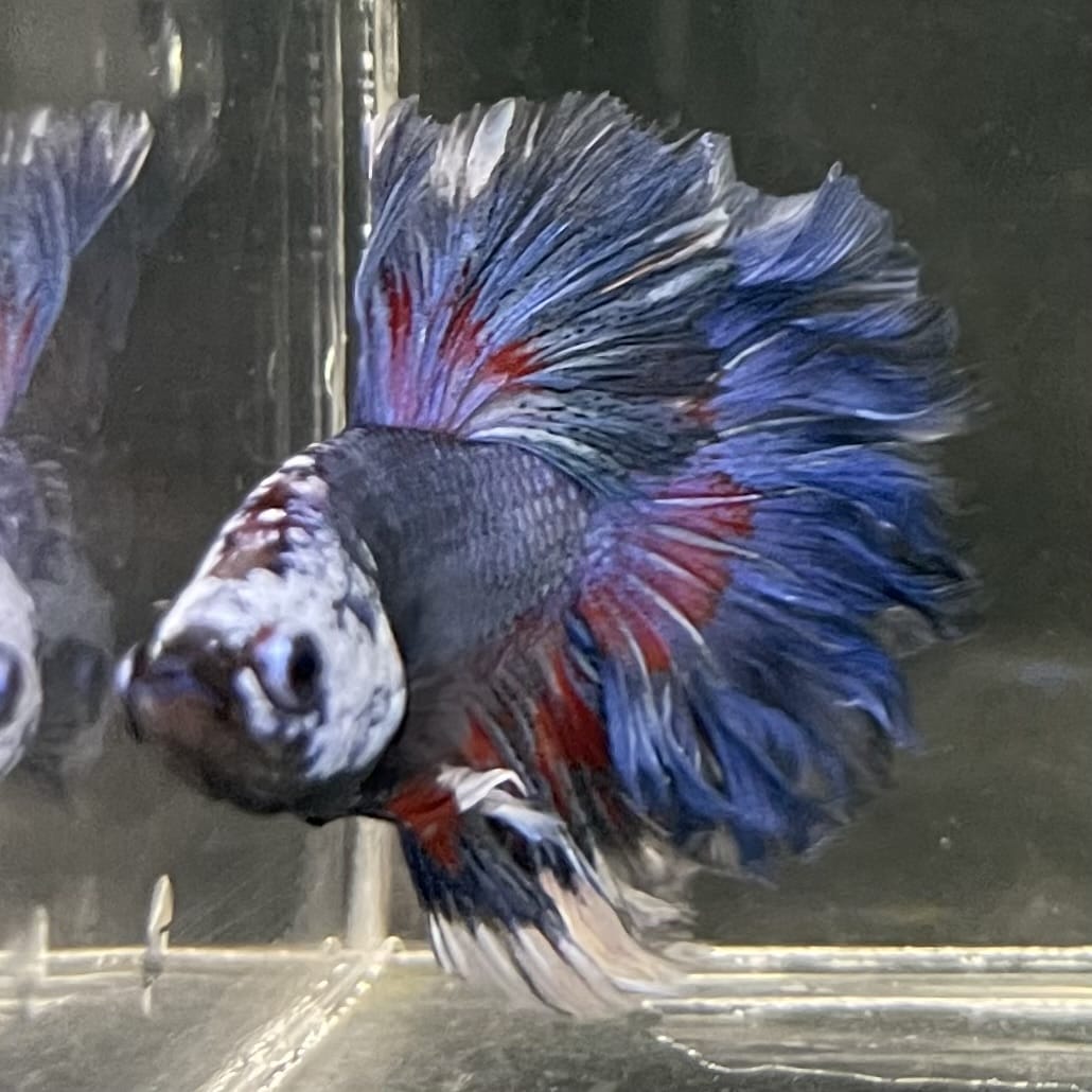 the-fish-farm Male Betta Male Betta - One Only - 20 Choose your favourite Male Betta from The Fish Farm Australia