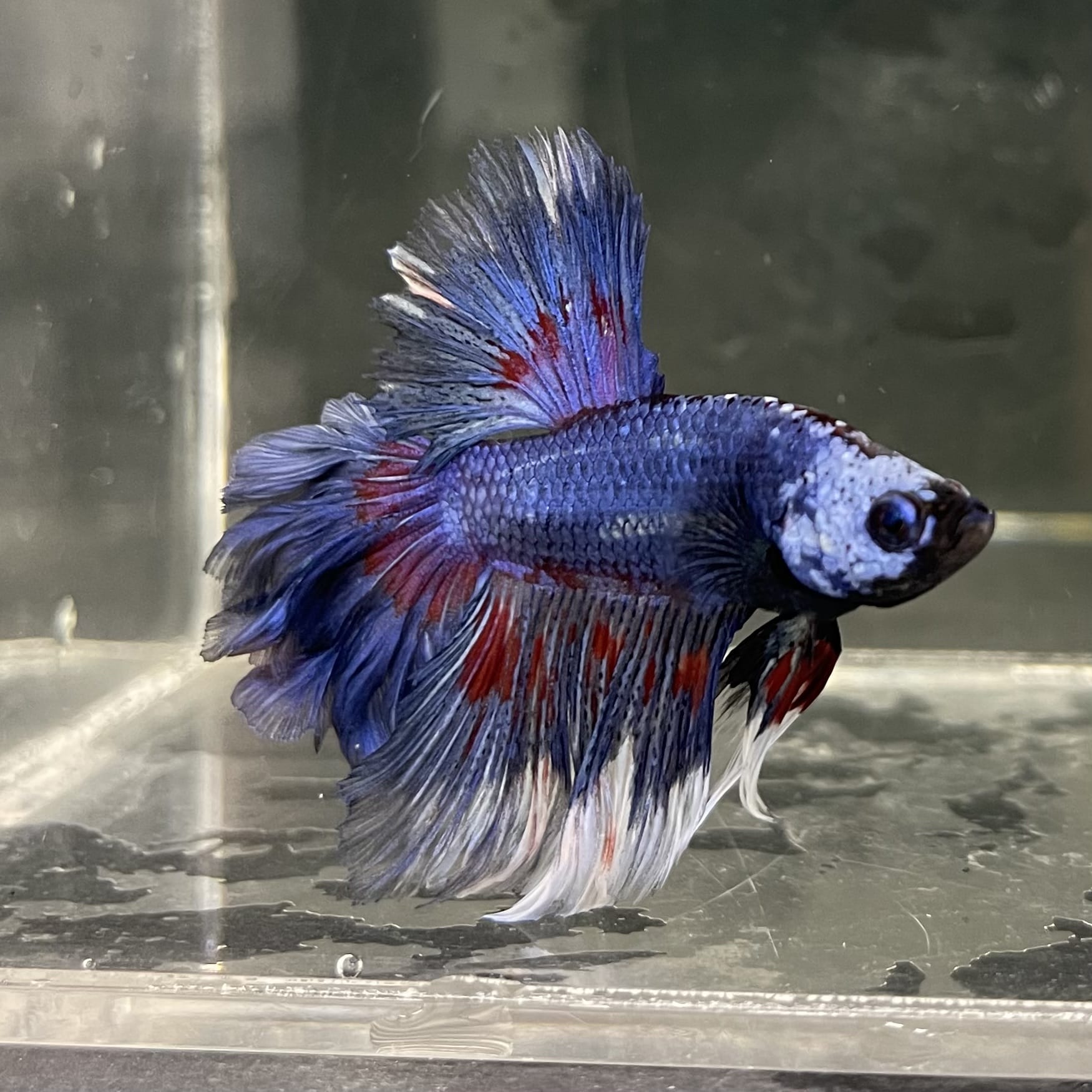 the-fish-farm Male Betta Male Betta - One Only - 20 Choose your favourite Male Betta from The Fish Farm Australia