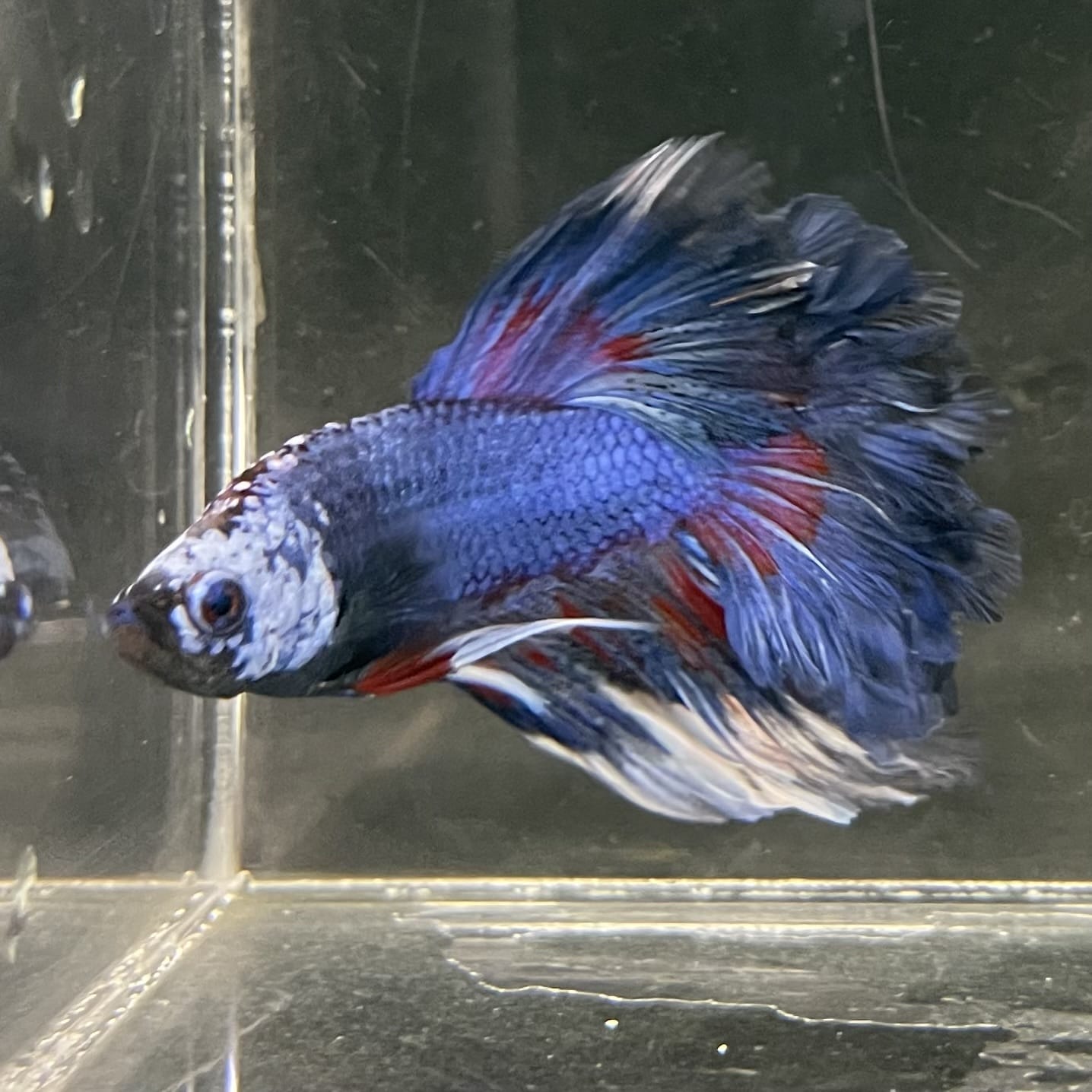 the-fish-farm Male Betta Male Betta - One Only - 20 Choose your favourite Male Betta from The Fish Farm Australia