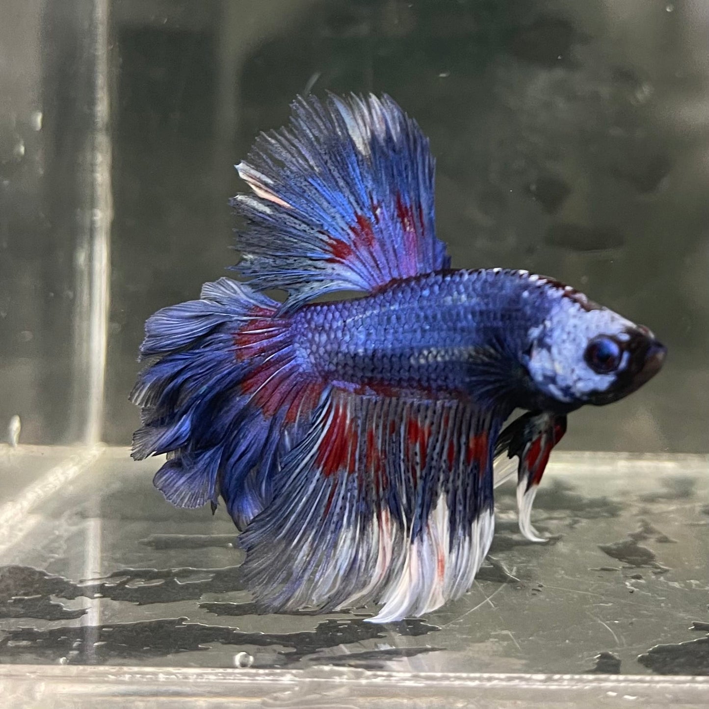 the-fish-farm Male Betta Male Betta - One Only - 20 Choose your favourite Male Betta from The Fish Farm Australia