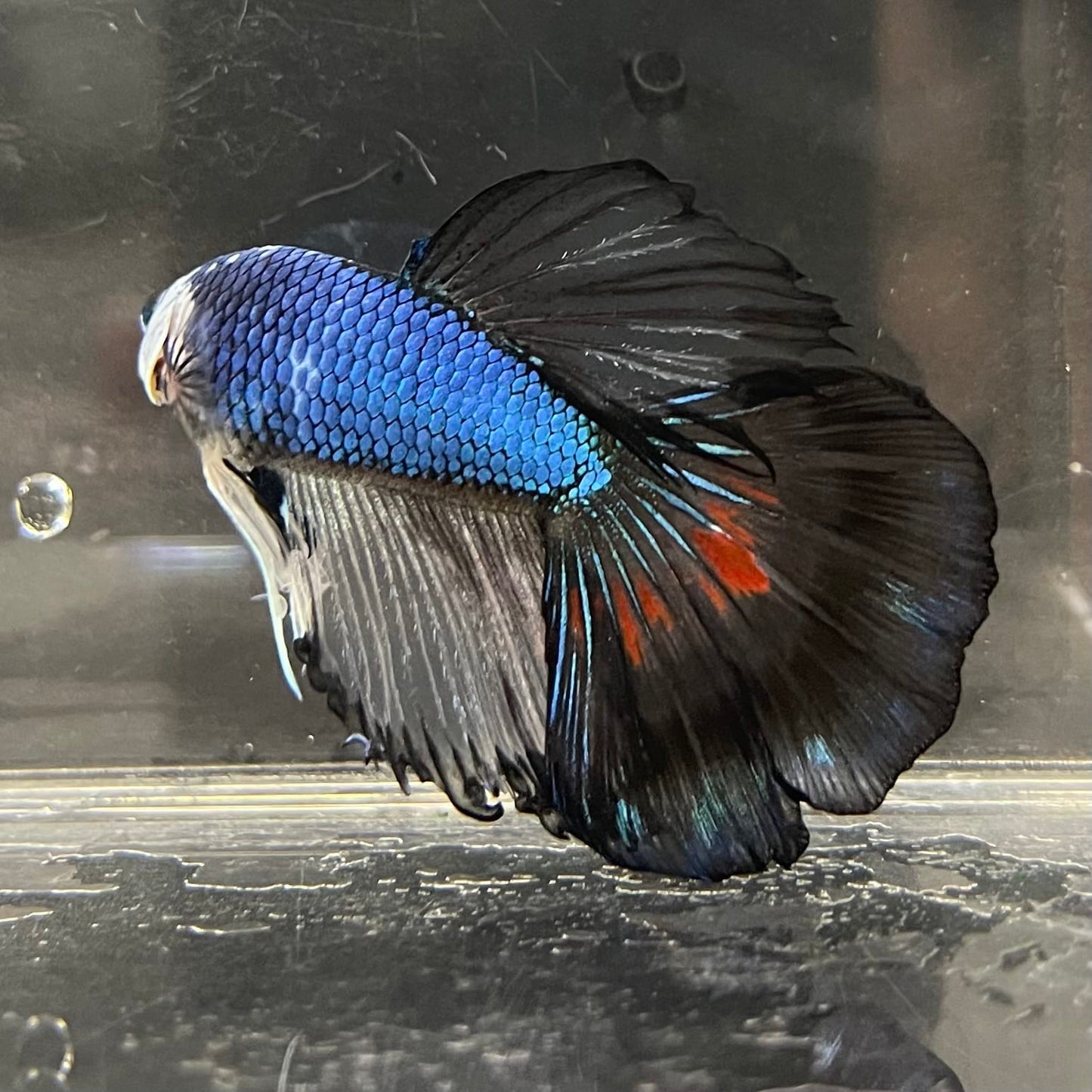 the-fish-farm Male Betta Male Betta - One Only - 20 Choose your favourite Male Betta from The Fish Farm Australia