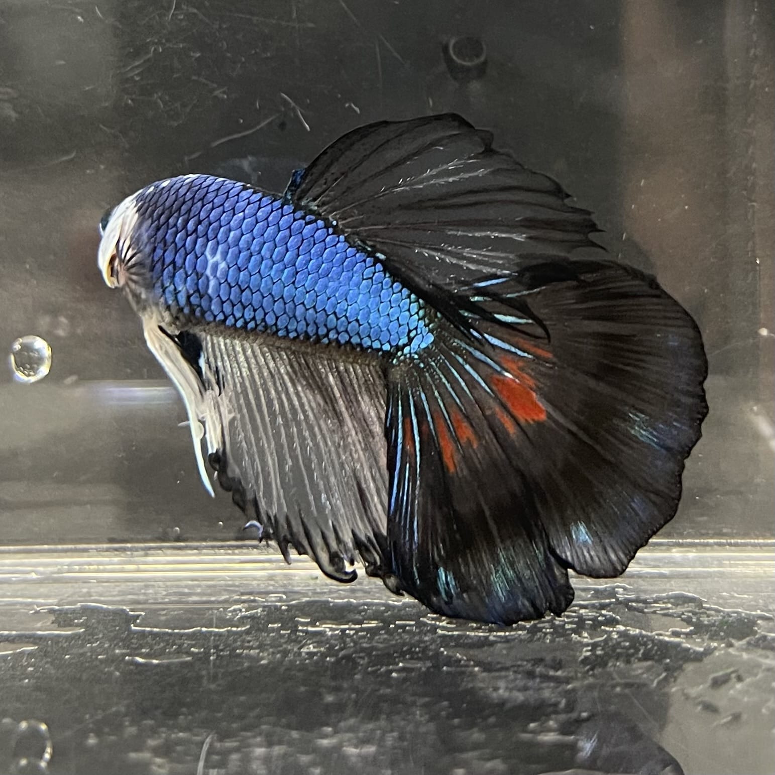 the-fish-farm Male Betta Male Betta - One Only - 20 Choose your favourite Male Betta from The Fish Farm Australia
