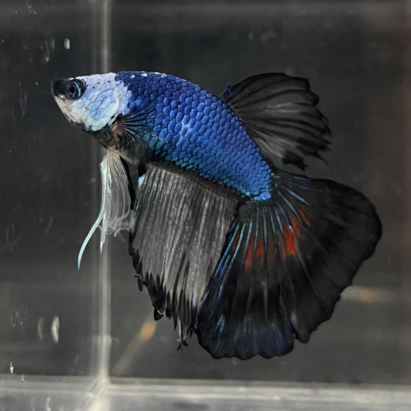 the-fish-farm Male Betta Male Betta - One Only - 20 Choose your favourite Male Betta from The Fish Farm Australia
