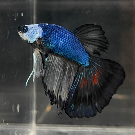 the-fish-farm Male Betta Male Betta - One Only - 20 Choose your favourite Male Betta from The Fish Farm Australia