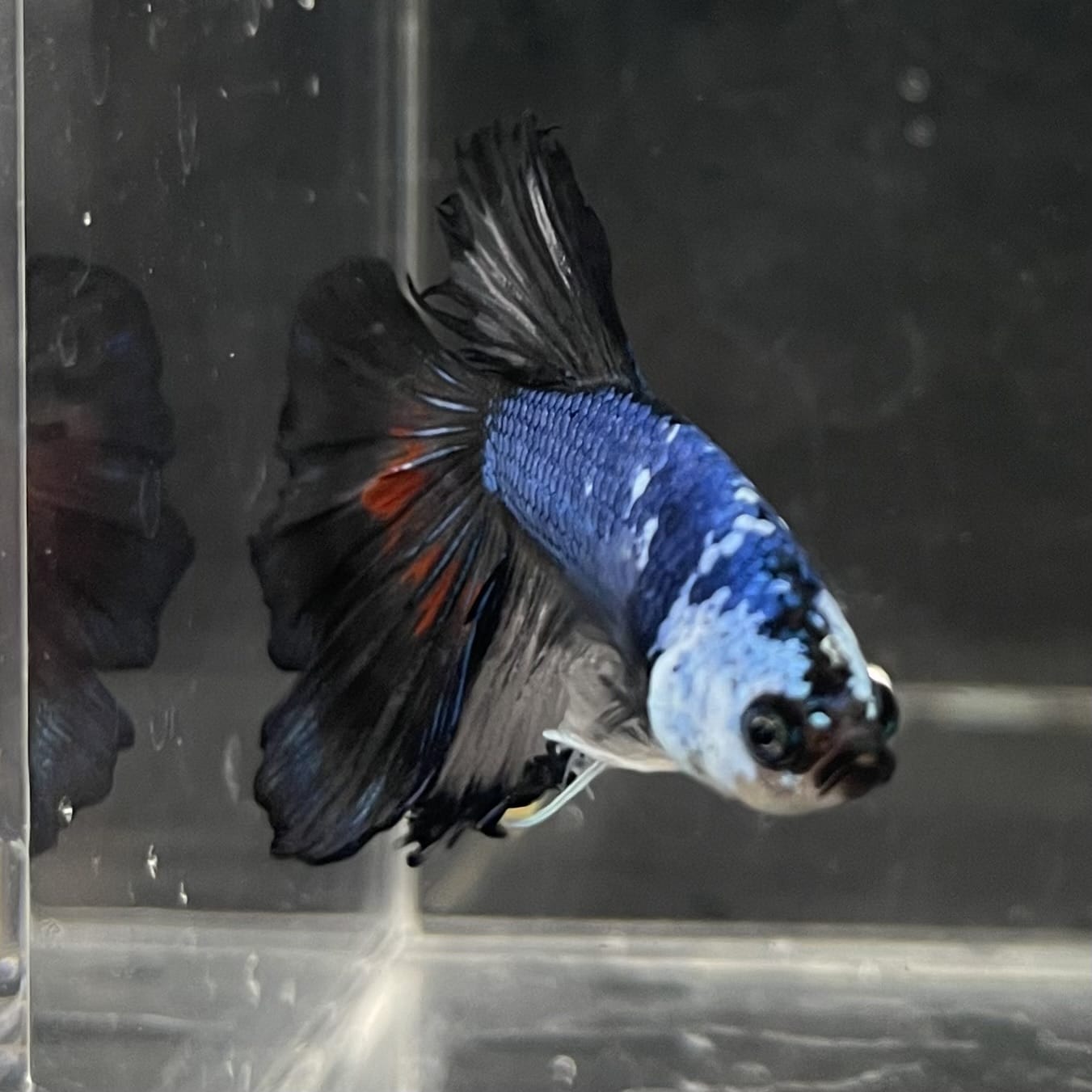 the-fish-farm Male Betta Male Betta - One Only - 20 Choose your favourite Male Betta from The Fish Farm Australia