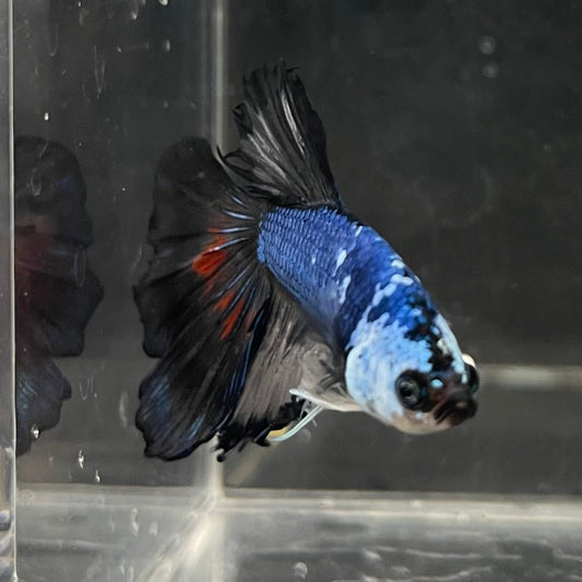 the-fish-farm Male Betta Male Betta - One Only - 20 Choose your favourite Male Betta from The Fish Farm Australia