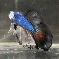 the-fish-farm Male Betta Male Betta - One Only - 20 Choose your favourite Male Betta from The Fish Farm Australia