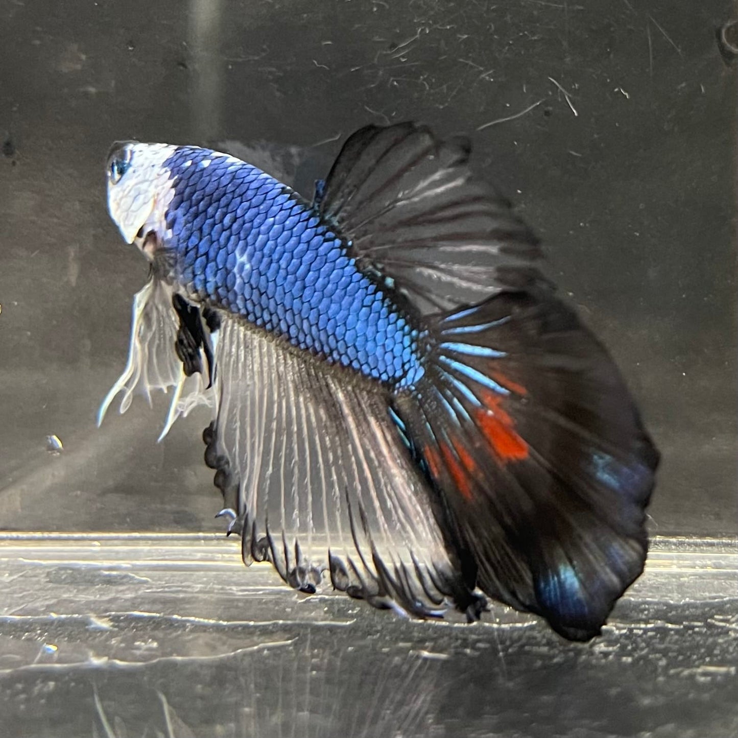 the-fish-farm Male Betta Male Betta - One Only - 20 Choose your favourite Male Betta from The Fish Farm Australia