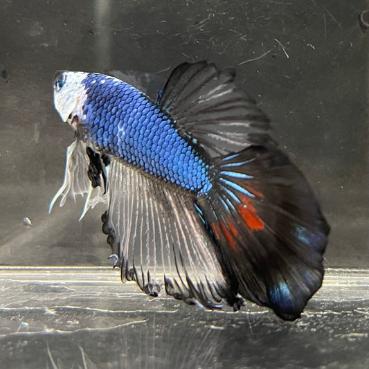 the-fish-farm Male Betta Male Betta - One Only - 20 Choose your favourite Male Betta from The Fish Farm Australia