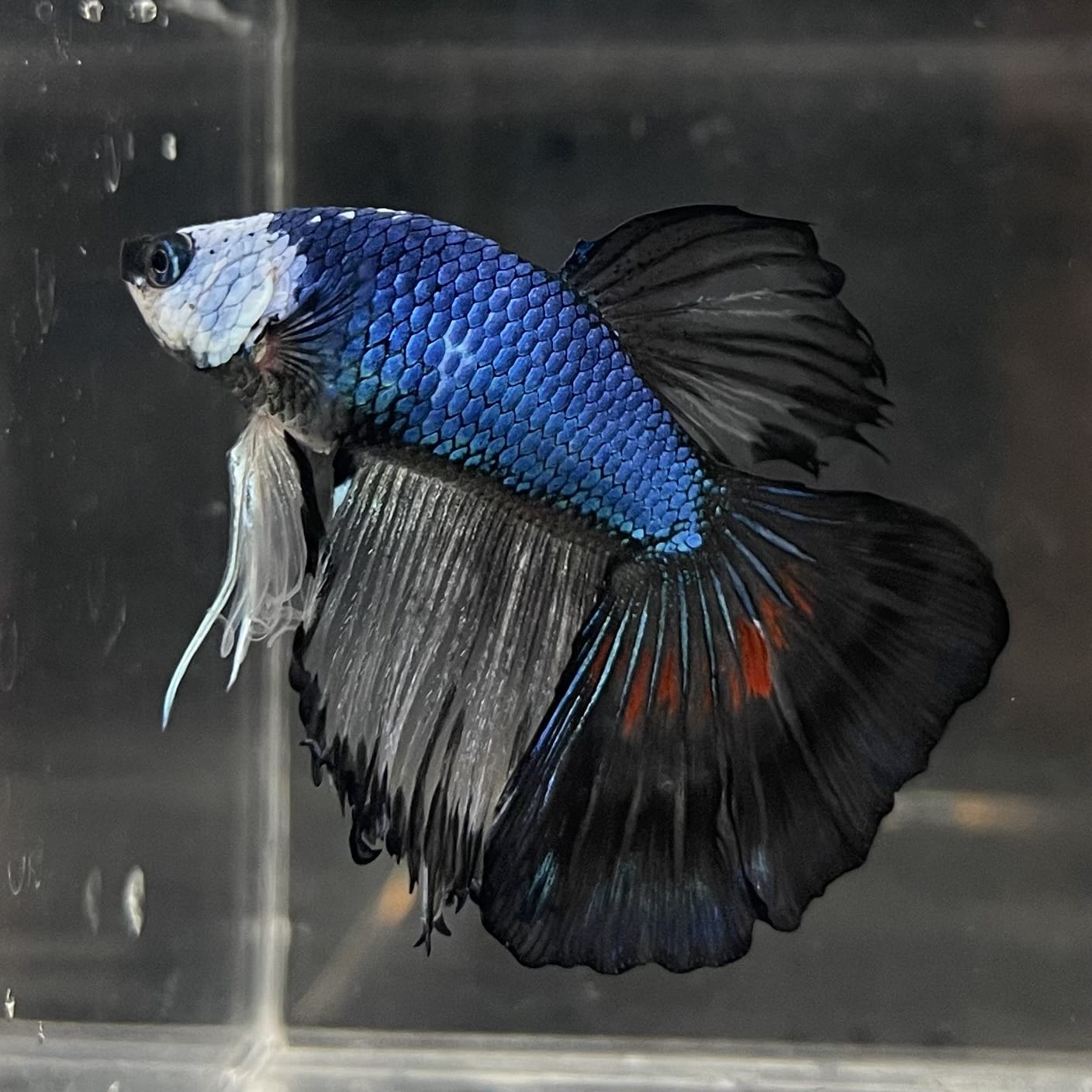 the-fish-farm Male Betta Male Betta - One Only - 20 Choose your favourite Male Betta from The Fish Farm Australia