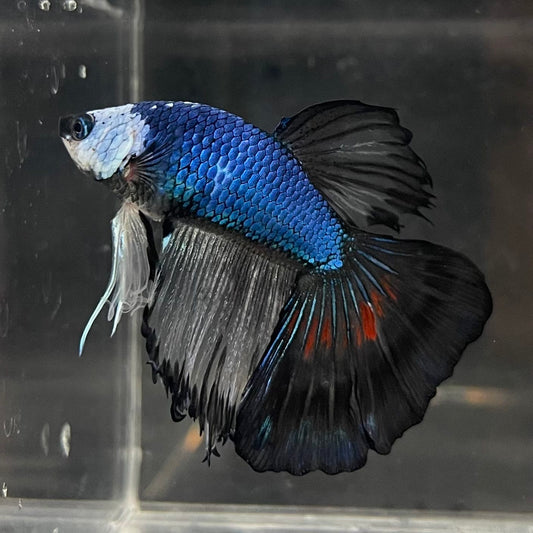 the-fish-farm Male Betta Male Betta - One Only - 20 Choose your favourite Male Betta from The Fish Farm Australia