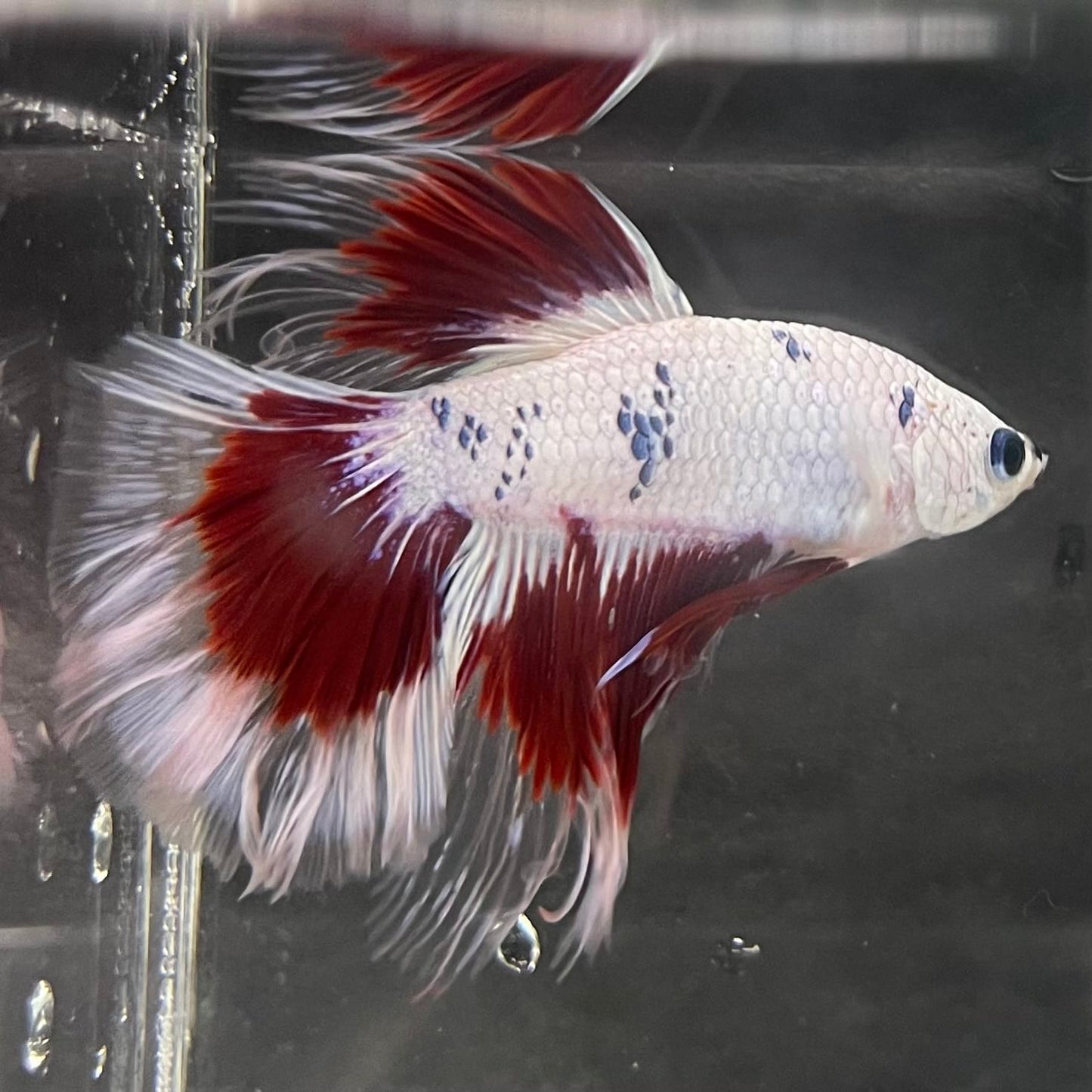 the-fish-farm Male Betta Male Betta - One Only - 20 Choose your favourite Male Betta from The Fish Farm Australia