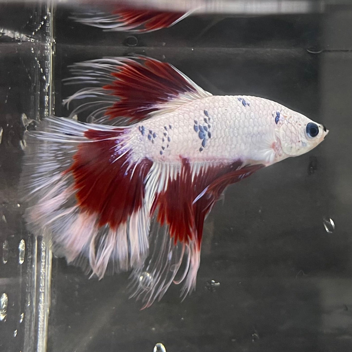 the-fish-farm Male Betta Male Betta - One Only - 20 Choose your favourite Male Betta from The Fish Farm Australia