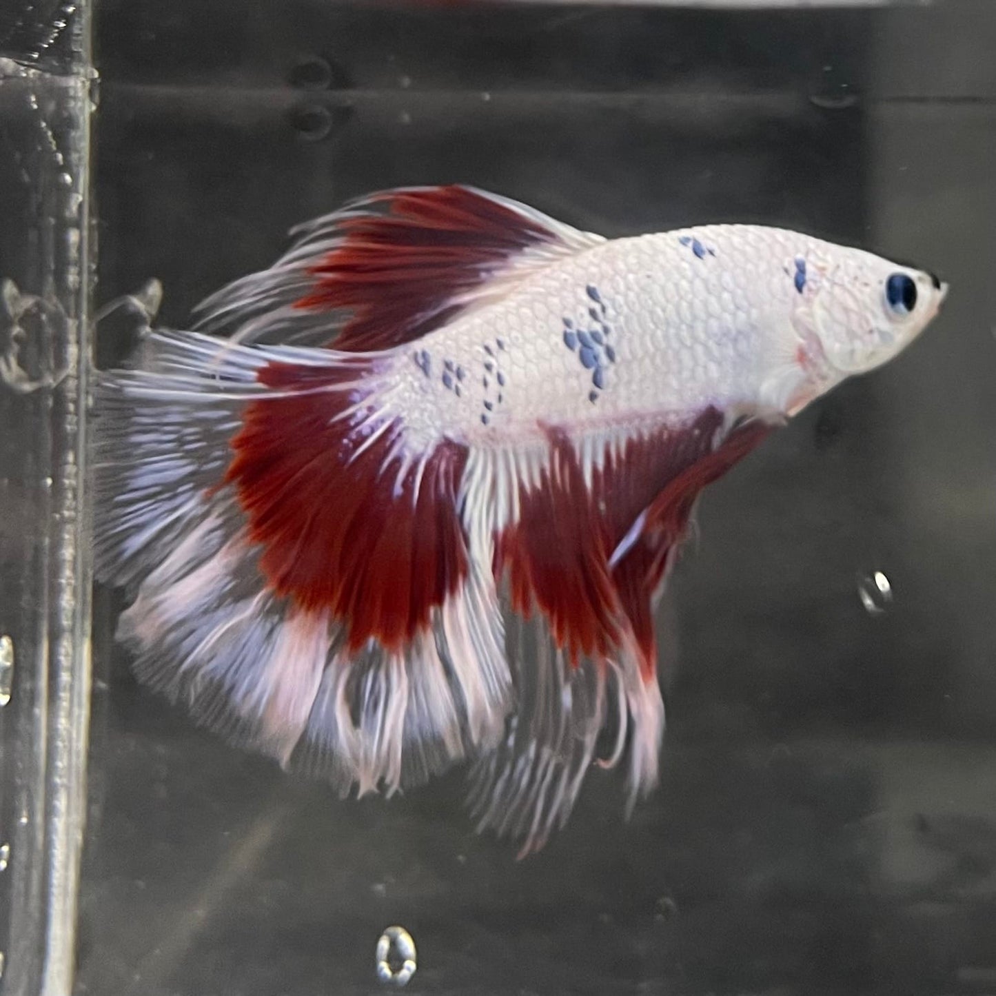 the-fish-farm Male Betta Male Betta - One Only - 20 Choose your favourite Male Betta from The Fish Farm Australia