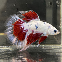 the-fish-farm Male Betta Male Betta - One Only - 20 Choose your favourite Male Betta from The Fish Farm Australia