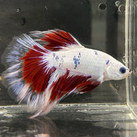 the-fish-farm Male Betta Male Betta - One Only - 20 Choose your favourite Male Betta from The Fish Farm Australia