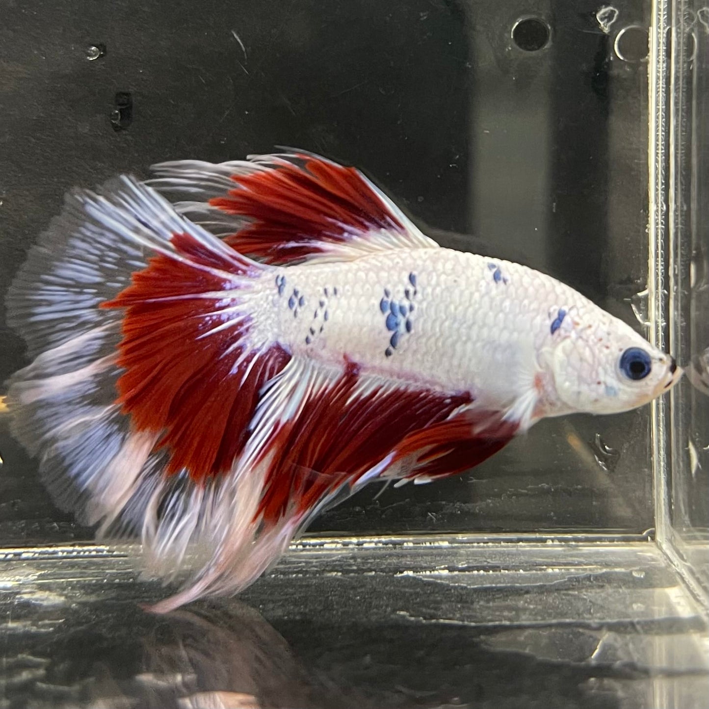 the-fish-farm Male Betta Male Betta - One Only - 20 Choose your favourite Male Betta from The Fish Farm Australia