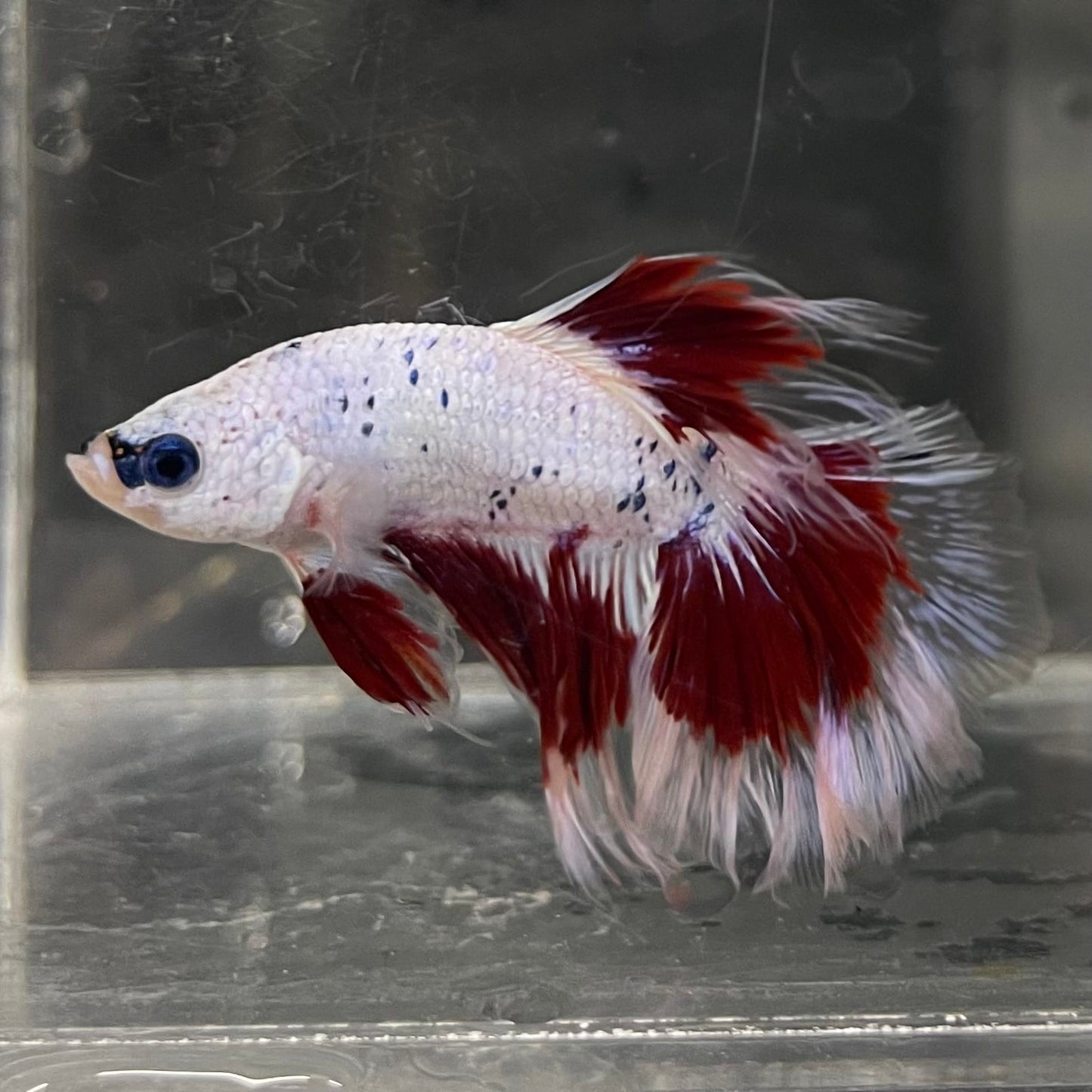 the-fish-farm Male Betta Male Betta - One Only - 20 Choose your favourite Male Betta from The Fish Farm Australia