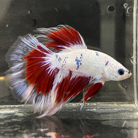 the-fish-farm Male Betta Male Betta - One Only - 20 Choose your favourite Male Betta from The Fish Farm Australia