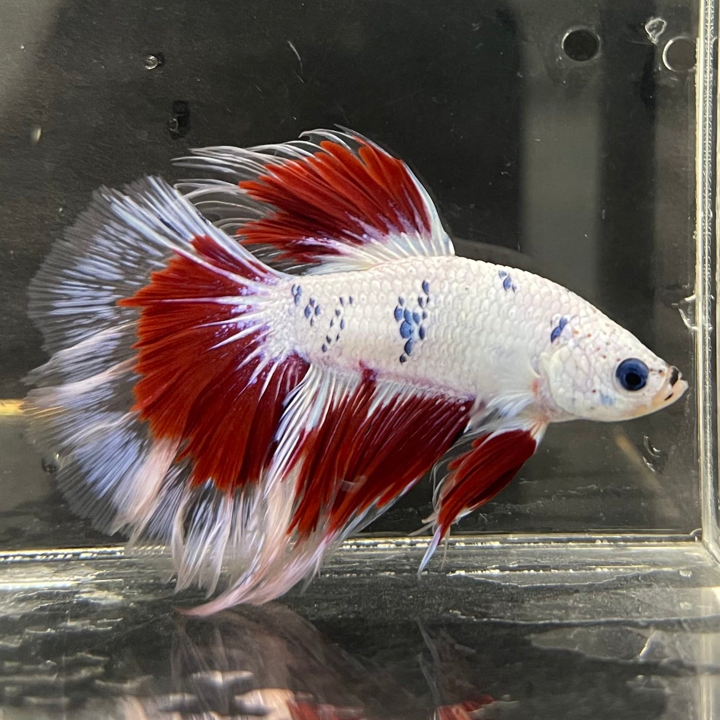 the-fish-farm Male Betta Male Betta - One Only - 20 Choose your favourite Male Betta from The Fish Farm Australia