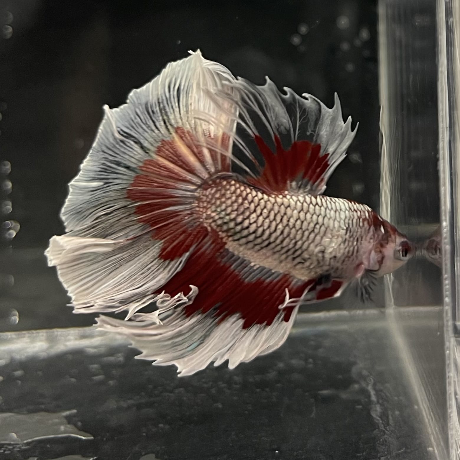 the-fish-farm Male Betta Male Betta - One Only - 20 Choose your favourite Male Betta from The Fish Farm Australia