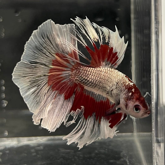 the-fish-farm Male Betta Male Betta - One Only - 20 Choose your favourite Male Betta from The Fish Farm Australia