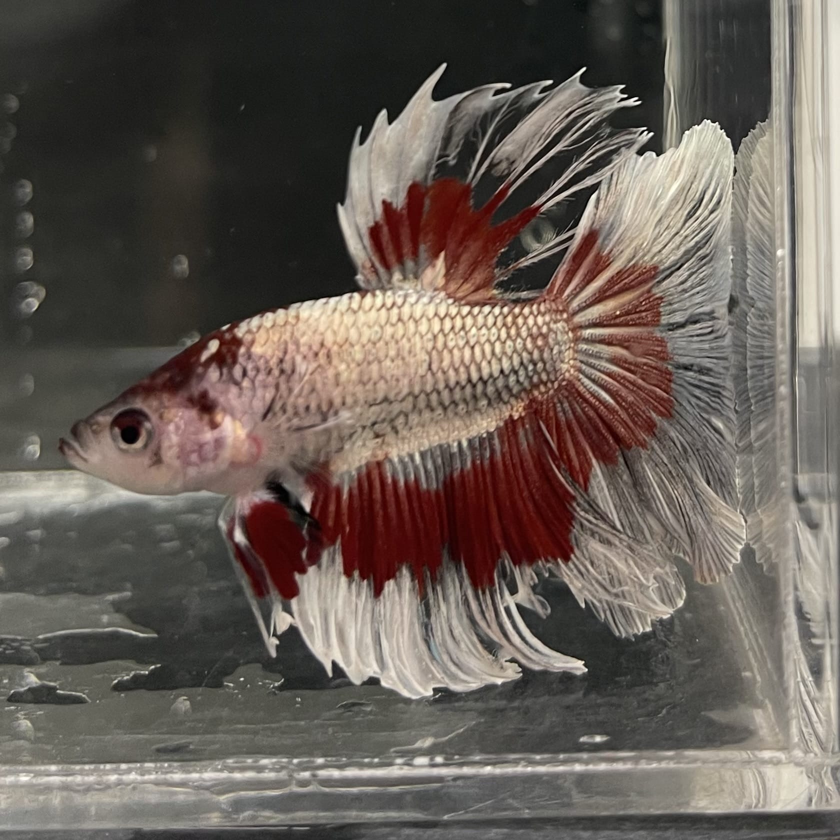 the-fish-farm Male Betta Male Betta - One Only - 20 Choose your favourite Male Betta from The Fish Farm Australia