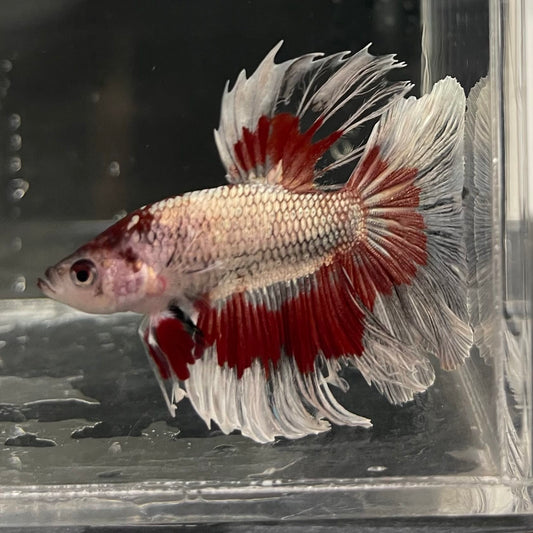 the-fish-farm Male Betta Male Betta - One Only - 20 Choose your favourite Male Betta from The Fish Farm Australia
