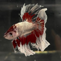 the-fish-farm Male Betta Male Betta - One Only - 20 Choose your favourite Male Betta from The Fish Farm Australia