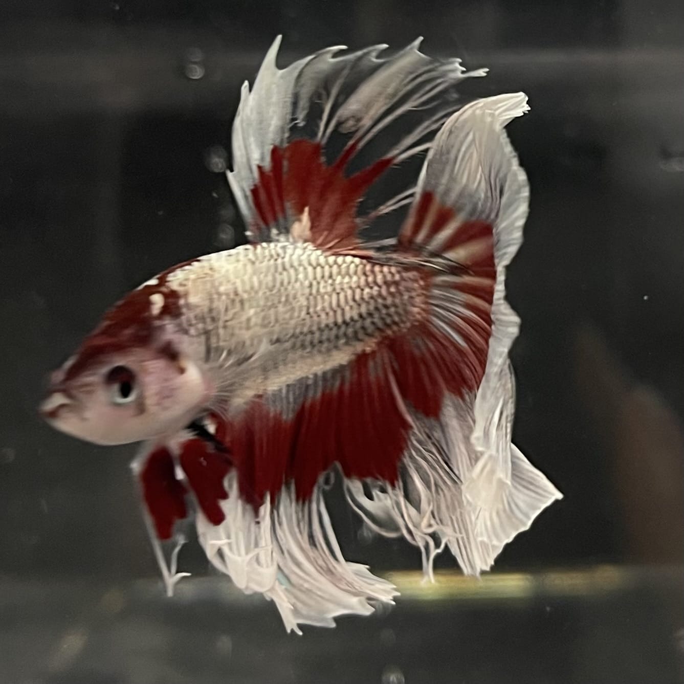 the-fish-farm Male Betta Male Betta - One Only - 20 Choose your favourite Male Betta from The Fish Farm Australia