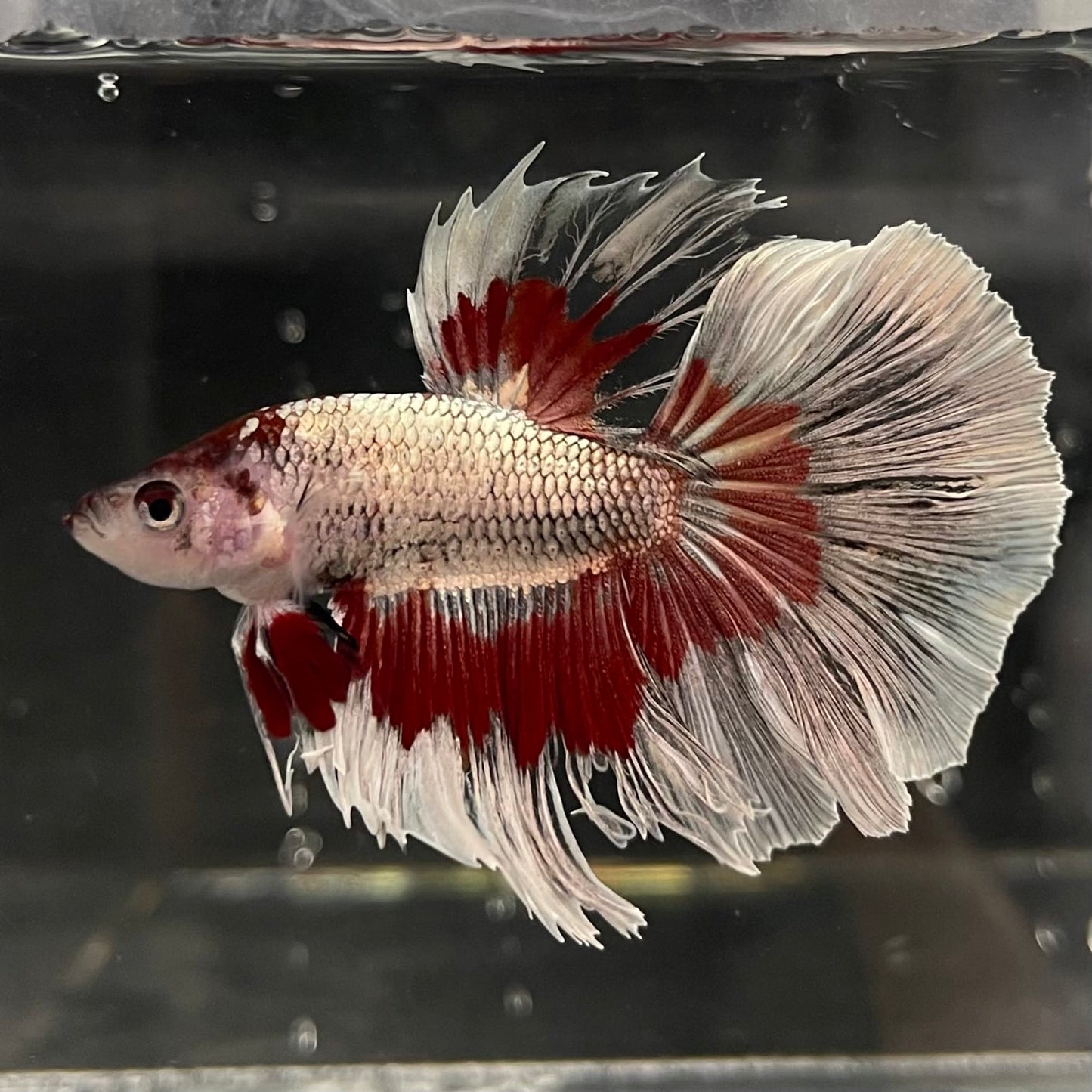 the-fish-farm Male Betta Male Betta - One Only - 20 Choose your favourite Male Betta from The Fish Farm Australia