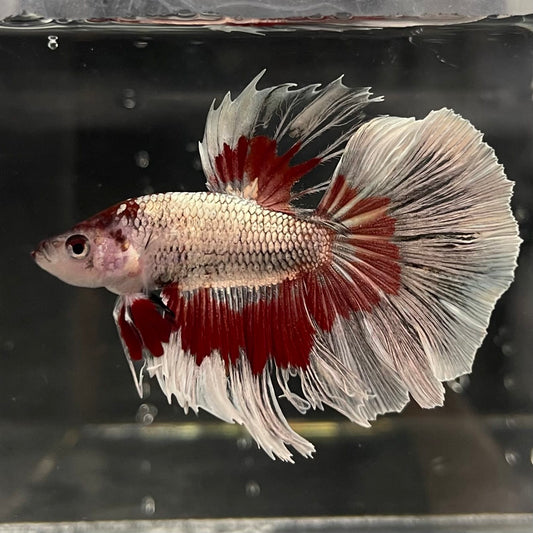 the-fish-farm Male Betta Male Betta - One Only - 20 Choose your favourite Male Betta from The Fish Farm Australia