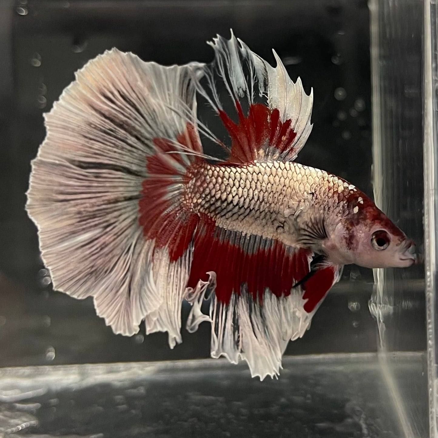 the-fish-farm Male Betta Male Betta - One Only - 20 Choose your favourite Male Betta from The Fish Farm Australia