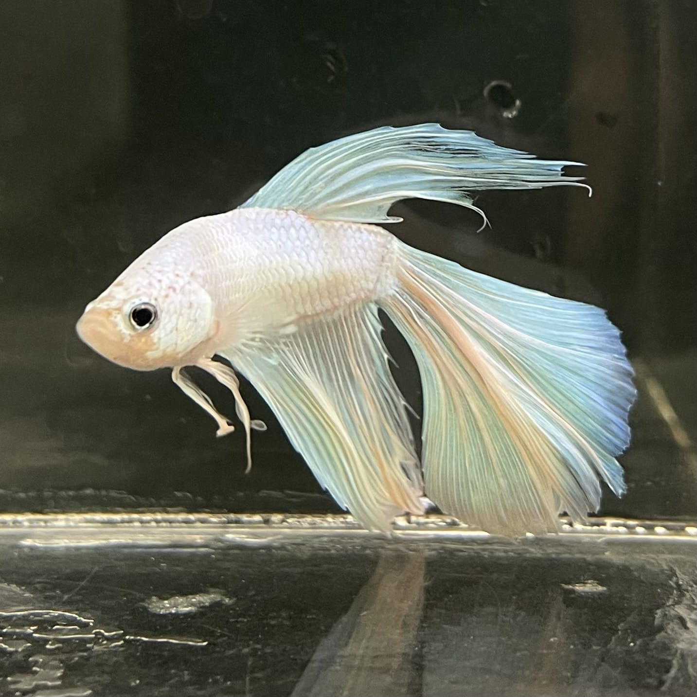 the-fish-farm Male Betta Male Betta - One Only - 20 Choose your favourite Male Betta from The Fish Farm Australia