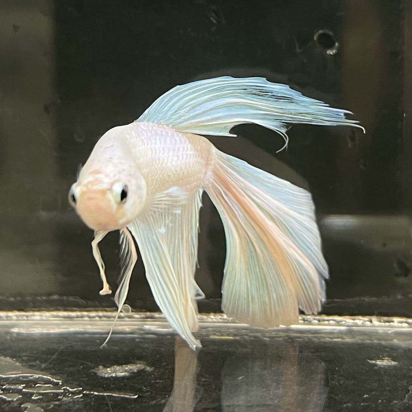 the-fish-farm Male Betta Male Betta - One Only - 20 Choose your favourite Male Betta from The Fish Farm Australia