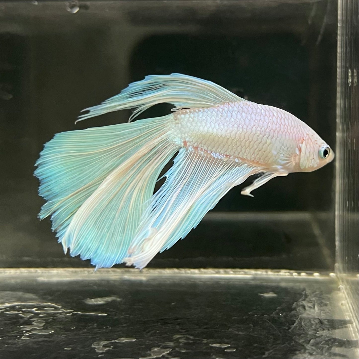 the-fish-farm Male Betta Male Betta - One Only - 20 Choose your favourite Male Betta from The Fish Farm Australia