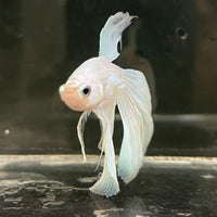 the-fish-farm Male Betta Male Betta - One Only - 20 Choose your favourite Male Betta from The Fish Farm Australia
