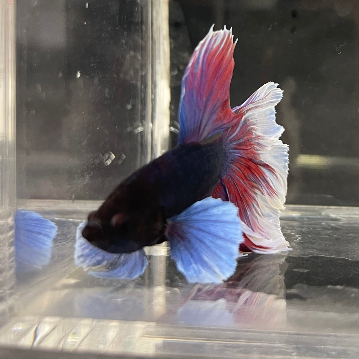 the-fish-farm Male Betta Male Betta - One Only - 20 Choose your favourite Male Betta from The Fish Farm Australia