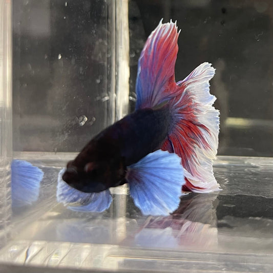 the-fish-farm Male Betta Male Betta - One Only - 20 Choose your favourite Male Betta from The Fish Farm Australia