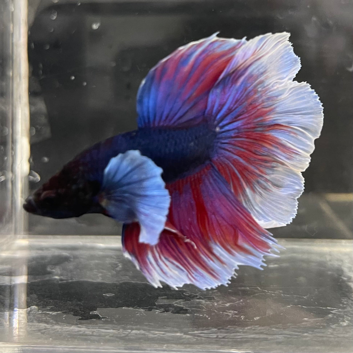 the-fish-farm Male Betta Male Betta - One Only - 20 Choose your favourite Male Betta from The Fish Farm Australia