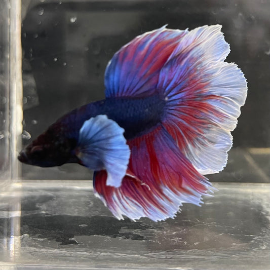 the-fish-farm Male Betta Male Betta - One Only - 20 Choose your favourite Male Betta from The Fish Farm Australia