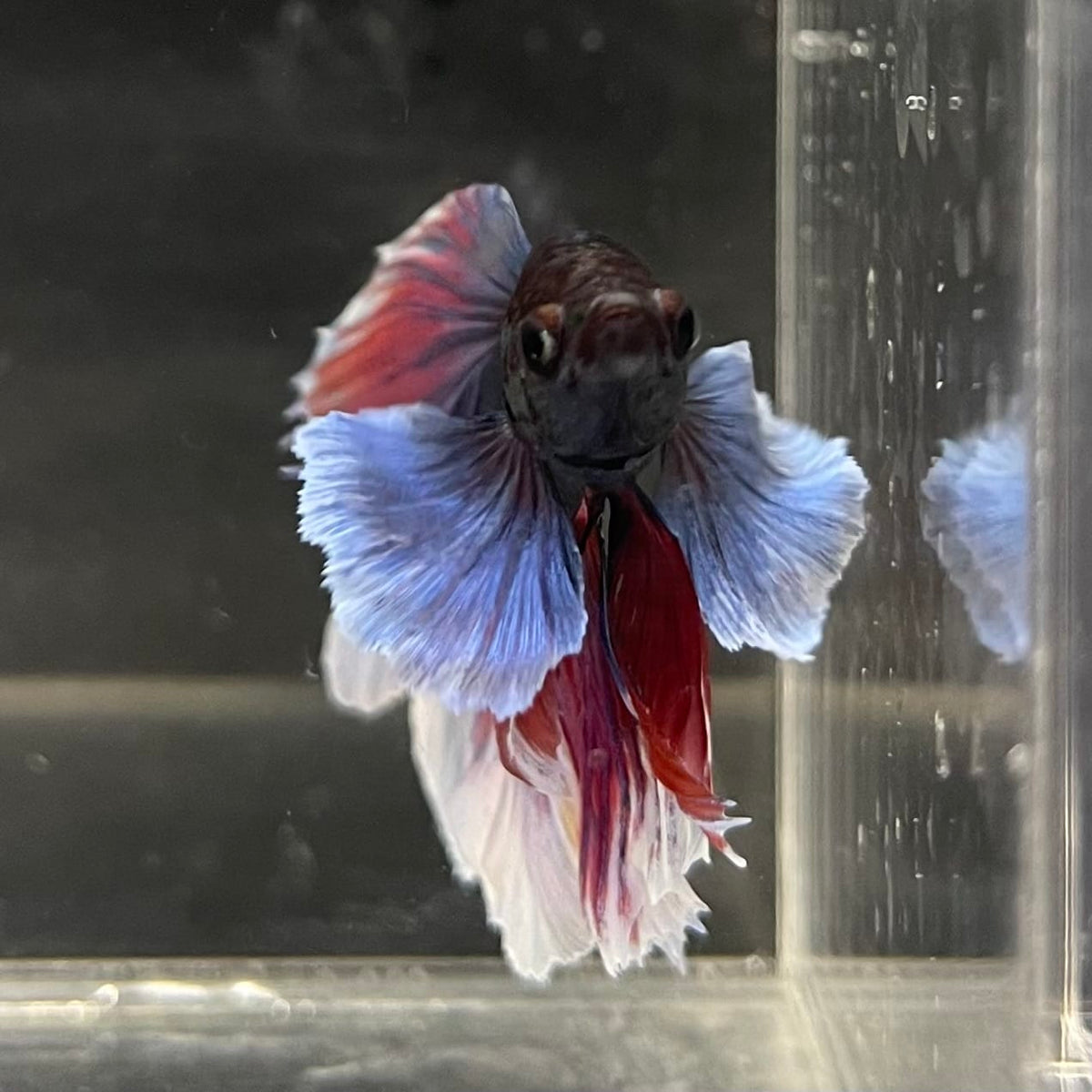 the-fish-farm Male Betta Male Betta - One Only - 20 Choose your favourite Male Betta from The Fish Farm Australia