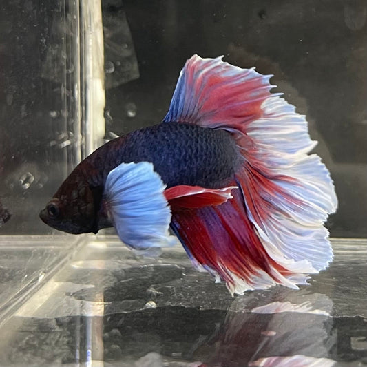the-fish-farm Male Betta Male Betta - One Only - 20 Choose your favourite Male Betta from The Fish Farm Australia