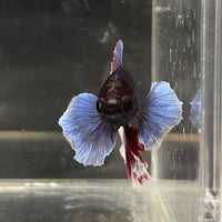 the-fish-farm Male Betta Male Betta - One Only - 20 Choose your favourite Male Betta from The Fish Farm Australia